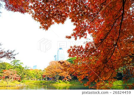 Autumn leaves of Koishikawa Korakuen (December) Bunkyo-ku, Tokyo 26824459