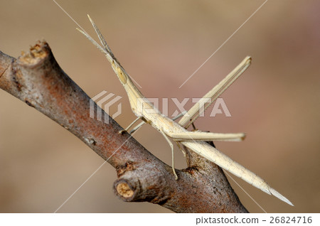 Closeup of the nature of Israel 26824716