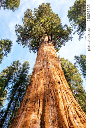 Sequoia National Park at autumn 26824803