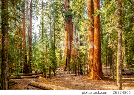 Sequoia National Park at autumn Sequoia National Park at autumn 26824805