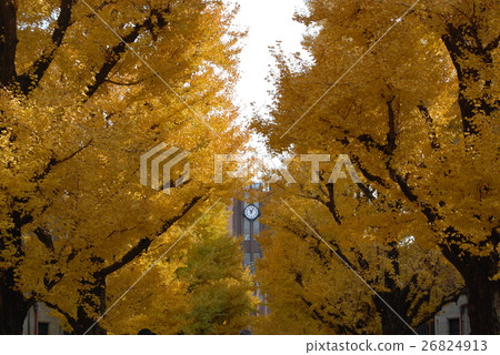 The colored leaves of the University of Tokyo 26824913