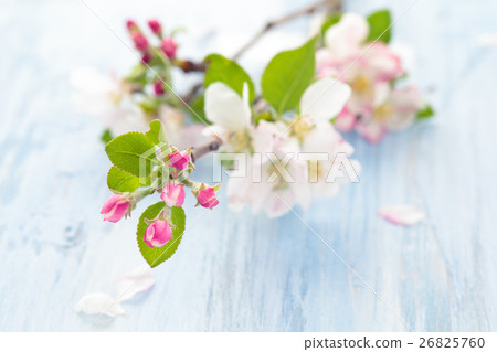Apple blossom on blue. Apple blossom on blue. 26825760