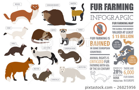Fur farming infographic template. Flat design 26825956