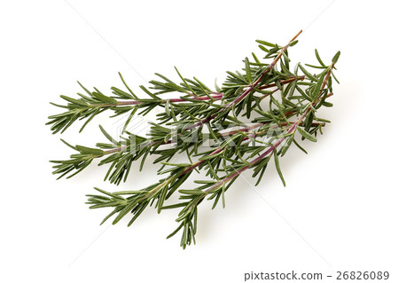 Rosemary Rosemary 26826089