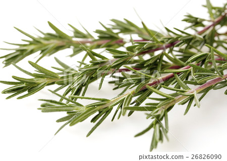 Rosemary Rosemary 26826090