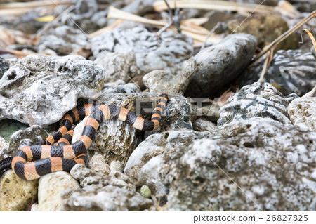 Tricholae sea snake Tricholae sea snake 26827825