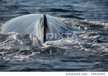 Closeup back of humpback whale 26828445