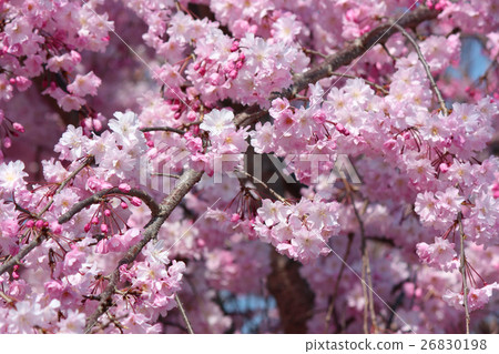 A drooping cherry tree along the Myomasa river that has come to an end (4) 26830198