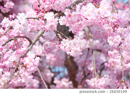 A drooping cherry tree along the Myomasa river that has reached the point of view (5) 26830199