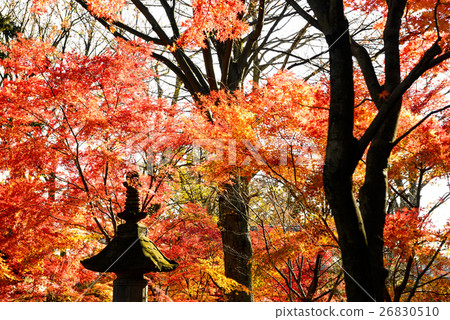 Maple of Japanese garden 26830510