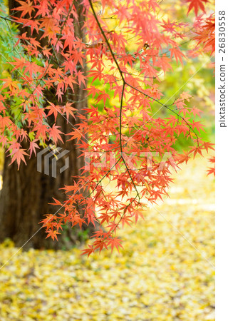 Autumn leaves and yellow leaves Autumn leaves and yellow leaves 26830558