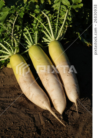 Harvest of radish Harvest of radish 26830938
