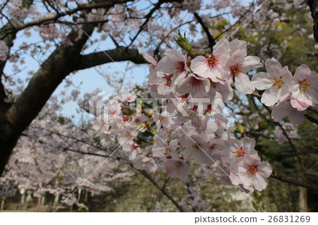 櫻花大村公園 櫻花大村公園 26831269