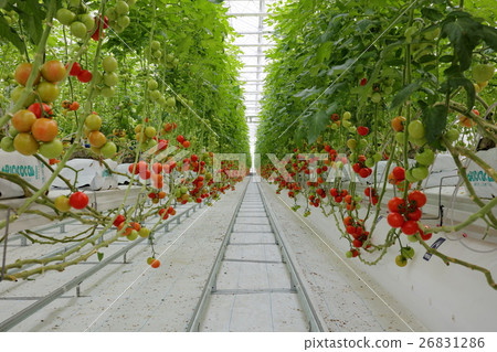 Hydroponics Hydroponic cultivation of tomatoes Hydroponics Hydroponic cultivation of tomatoes 26831286