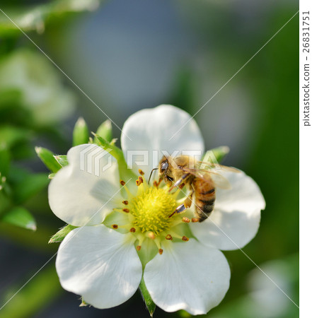 草莓花草莓草莓Polynation種田牲畜蜂Mitsuba正義 草莓花草莓草莓Polynation種田牲畜蜂Mitsuba正義 26831751