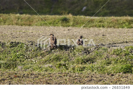 Tobi Eagle field fellow hunter Wasitakea bird of prey Tobi Eagle field fellow hunter Wasitakea bird of prey 26831849