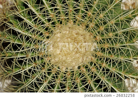 closeup of the cactus closeup of the cactus 26832258