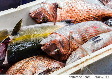  Red snapper 26832914