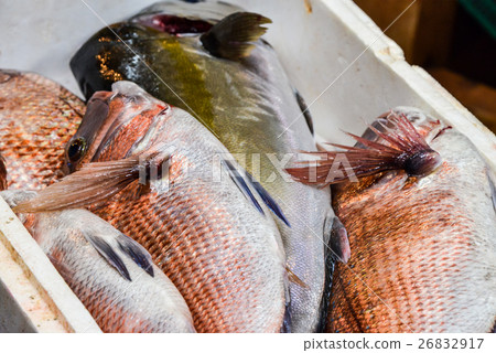  Red snapper 26832917