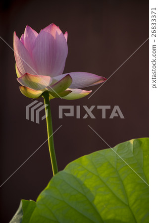 Lian flower Lian flower 26833371