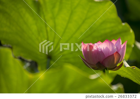 Lian flower Lian flower 26833372