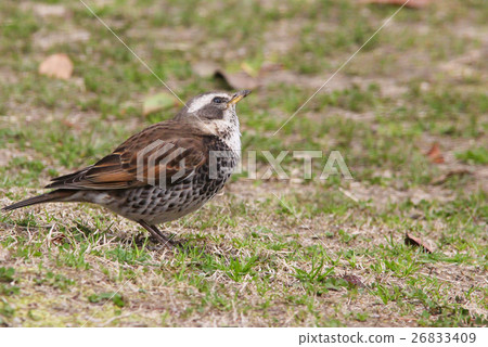 Thrush at staring 26833409