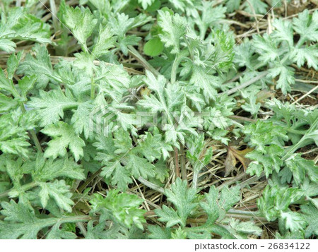 Wormwood 26834122
