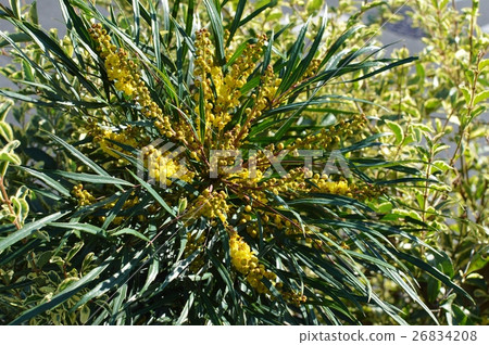 Mahonia Confusa Flower 26834208