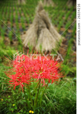 Higa buna of Kameoka Higa buna of Kameoka 26834216