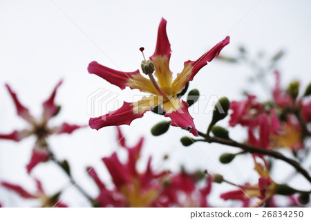 Tortricotica flowers Tortricotica flowers 26834250