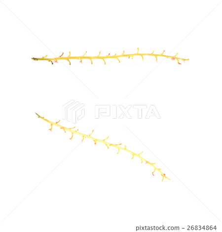 Set of Empty branch of Red Currant isolated over Set of Empty branch of Red Currant isolated over 26834864