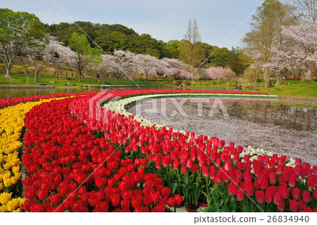濱松花卉公園櫻花和郁金香 濱松花卉公園櫻花和郁金香 26834940