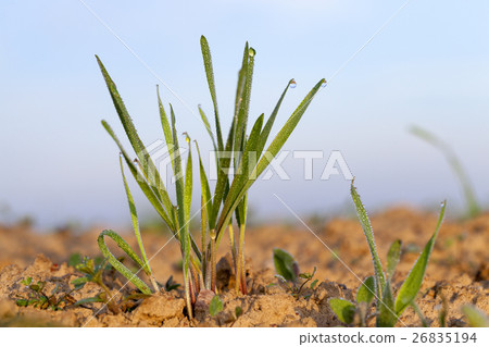 young grass plants, close-up young grass plants, close-up 26835194