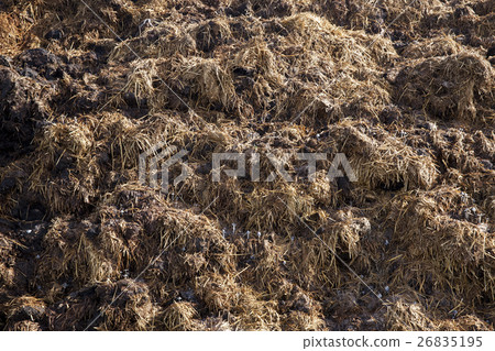 are landed in a pile of manure are landed in a pile of manure 26835195