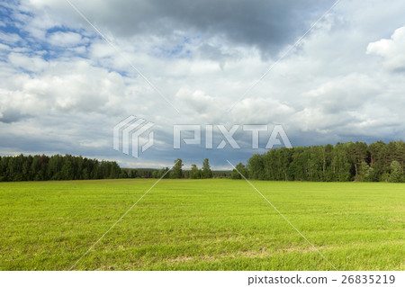 Field with cereal Field with cereal 26835219