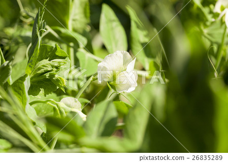 white flower pea 26835289