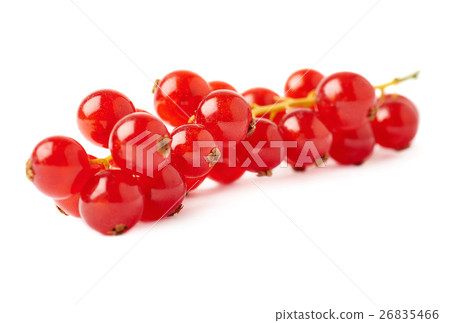 Red Currant isolated over white background Red Currant isolated over white background 26835466