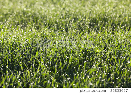 young grass plants, close-up 26835637