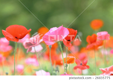 Flower poppy 26835775