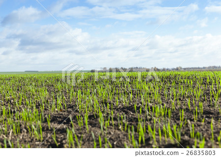 field with young wheat 26835803