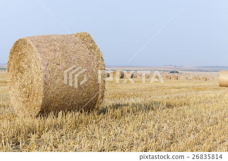 stack of straw in the field 26835814
