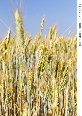 mature cereal, close-up 26835815
