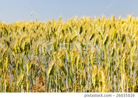 Field with cereal 26835816