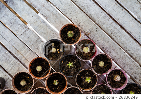 Potted cactus arranged in a triangle Potted cactus arranged in a triangle 26836249