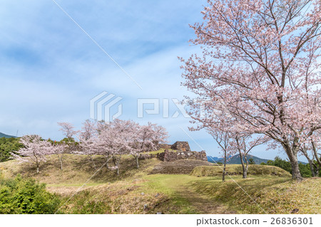 Akagi Castle Ruins of Spring 26836301