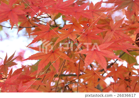 Uji autumn leaves Uji autumn leaves 26836617