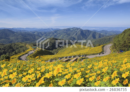 The road to the field of yellow Mexican Sunflower 26836735
