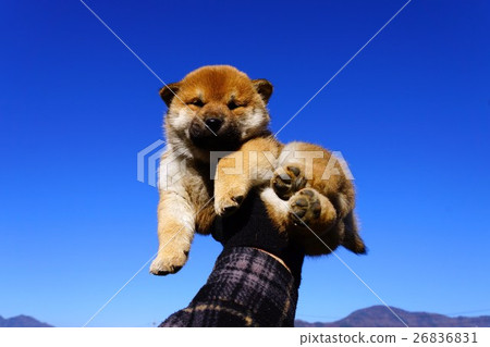 Shiba Inu Puppy Stock Photo 26836831 Pixta