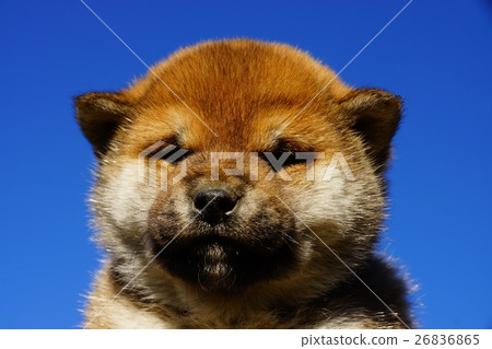 Shiba Inu公小狗 26836865