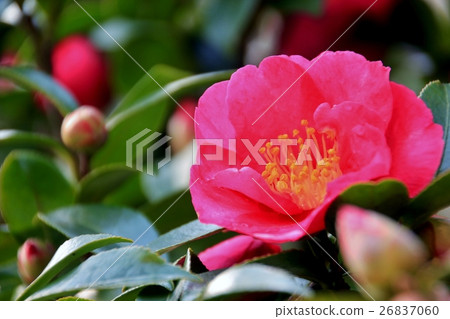 美麗的山花花 26837060